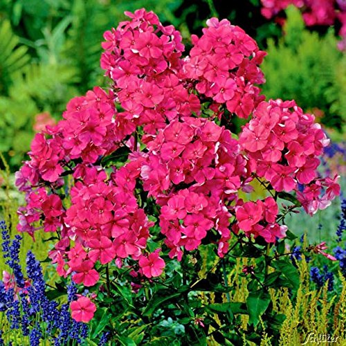 GARTEN SCHLÜTER® Gartenphlox 'Tenor'
