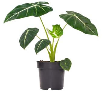 PLNTS - Alocasia Frydek (Pfeilblätter) - Zimmerpflanze - Zimmerpflanzen, Pflanzen Echt, Nachhaltige Verpackung - Inklusive 19cm Topf - Höhe 60cm - Direkt von der Gärtnerei