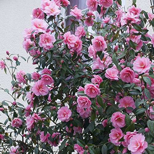 Camellia Japonica Pink - 1 Shrub