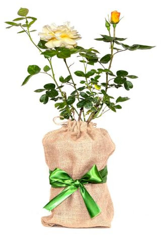 YouGarden Gift Wrapped Rose Our John, 4 Litre Potted Rose, Wrapped in a Hessian Bag, Ready to Plant