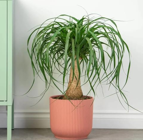 20pieces Green Ponytail Palm Tree Seeds