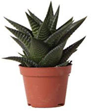 Kolibri Greens | Grüne Pflanze - Sukkulente Haworthia Limifolia - Blumenerde Ø6cm - grüne Zimmerpflanze - frisch aus der Gärtnerei