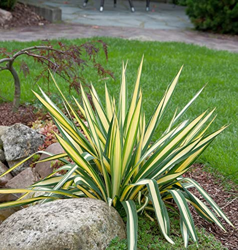 Palmlilie Colour Guard - großer Topf - Yucca filamentosa - lebende Gartenpflanze aus den Baumschulen