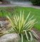 Palmlilie Colour Guard - großer Topf - Yucca filamentosa