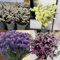 200 pcs Vergiss Mein Nicht Samen - Myosotis Sylvatica - Blumen Samen Mehrjährige, Kübelpflanzen Vergissmeinnicht Samen, Schnittblumen Samen, Zimmerpflanzen Samen Balkonblumen, Pflanzen