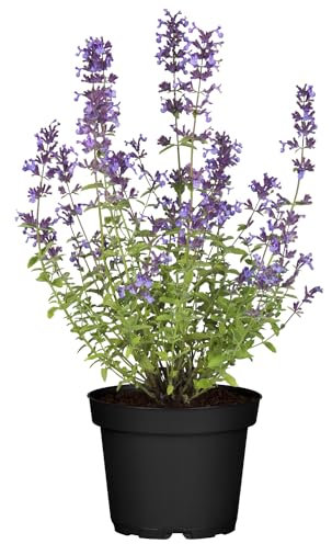 Lavendelblaue Katzenminze (Nepeta faassenii) - 3 Stück