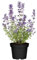 Lavendelblaue Katzenminze (Nepeta faassenii) - 3 Stück