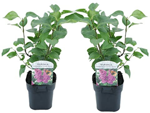 Plant in a Box - Syringa vulgaris 'Ludwig Spath' - Set di 2 - Lilla - Arbusto con fiori rosso porpora - Vaso 17cm - Altezza 25-40cm
