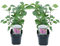 Plant in a Box - Syringa vulgaris 'Ludwig Spath' - Set de 2 - Arbusto ornamental para jardín - Arbusto con flores de color rojo púrpura - Maceta 17cm - Altura 25-40cm