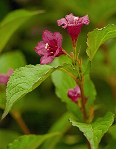 Weigela 'Bristol Ruby' 40-60 cm - Weigelie, rubinrote Blüten, Blütezeit Mai-Juni, ideal für Hecken und Rabatten, bienenfreundlich, winterhart