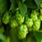 Echter Hopfen ca. 100 Samen - Humulus lupulus, mehrjährig