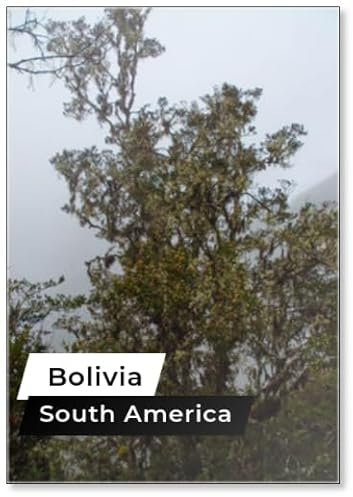 Kühlschrankmagnet Bolivia Reigns The Equatorial Forest, Always Lush and Rich in The Most Varied Essences, Design 2