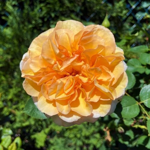 Duftende Edelrose 'Kölle's Duftsommer'®, gelborange bis aprikot, Topf 5 Liter
