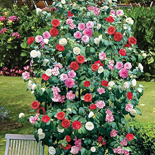 2 x Kamelie dreifarbig rot rosa weiß winterhart buschig immergrün Strauch Pflanze im 12cm Topf