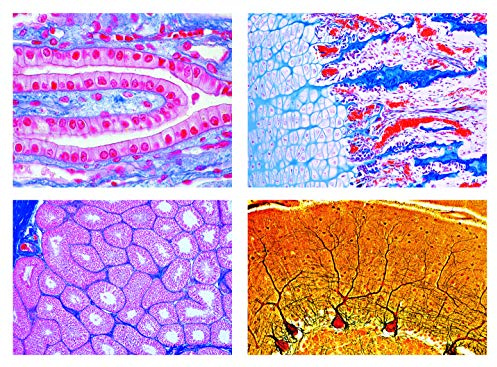 LIEDER Biologie Mikroskopie Mikropräparate Serien: Histologie der Säugetiere (Mammalia), Ergänzungsserie, 50 Präparate. Erweiterung von Serie 2400