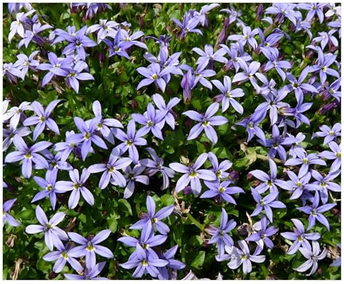 3 x Isotoma fluviatilis 'Country Park' (Winterhart/Staude/Bodendecker/Mehrjährig/Stauden) Blauer Bubikopf/Gaudich - Dauerblüher - Teppiche aus dunkeln Blau - Rasenersatz - von Stauden Gänge