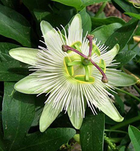 Passionsblume Constance Elliot - Passiflora caerulea - lebende Gartenpflanze aus den Baumschulen