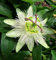 Passionsblume Constance Elliot - Passiflora caerulea