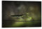 QLLS Insekten-Poster, starke betende Gottesanbeterin, dekorative Leinwand, Familienschlafzimmer, Kunstwerk, Bild, Gemälde, 60 x 90 cm
