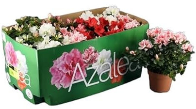 Kit de 6 Azaleas Plantas con Flores Naturales Ideales para el Jardín