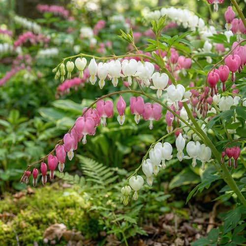 Mezcla de Dicentra Blanco y Rosa (4 plantas), Ajo ornamental gigante (Allium giganteum), perenne, resistente al invierno, con raíces desnudas y fragantes de Holanda para jardín, maceta