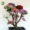 100 PC / bag Bonsai Berg Azalea - Rhododendron simsii Satsuki Mischfarben-Blumen-DIY Haus & Garten Pflanzen samen nur