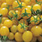 3 PIANTE IN VASO Ø10CM DI POMODORO CILIEGIA GIALLO GOLD ORTO ORTOMIO