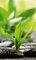 Vlies Fototapete ZEN STEINE 150 x 250 cm | Vliestapete - Wandtapete inklusive Kleister | PREMIUM VLIES QUALITÄT