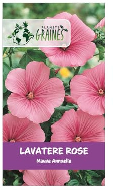 300 Graines de Lavatère Rose - Lavatera Trimestris - Fleurs Annuelles Grand Format