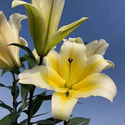 3 pcs lilien zwiebeln stauden winterhart mehrjährig frühlingsblumen zwiebeln gartenpflanzen blumenzwiebeln frühblüher gewächshaus balkon balkonpflanzen winterhart gartenpflanzen winterhart