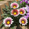 100 pcs Afrikanisches Ringkörbchen samen winterharte pflanzen für balkon Mittagsgold samen - Gazania rigens Wildblumenwiese Saatgut Mehrjährig, Seed Topfpflanzen Echt, Outdoor Pflanzen