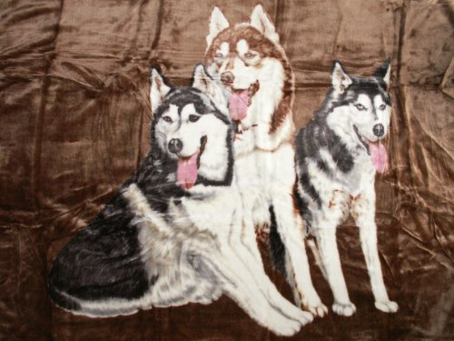 Natur-Fell-Shop Kuscheldecke Tagesdecke Decke Motiv 3 Husky braun 160x200cm