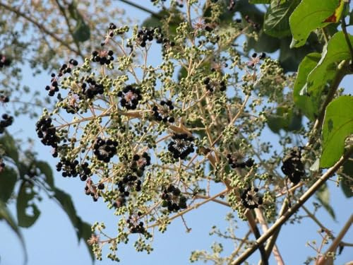 Japanische Aralie Aralia elata Pflanze 15-20cm Angelikabaum Teufelskrückstock