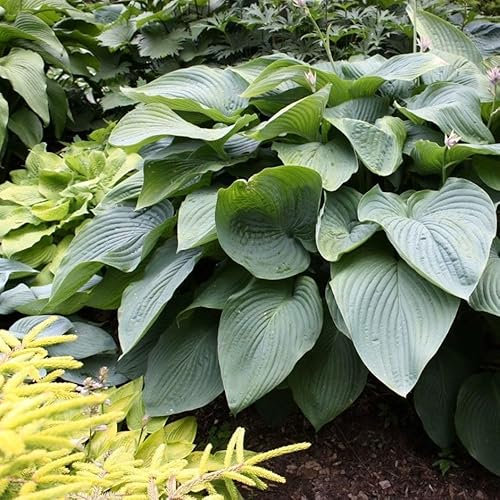 Plant Theory 9cm Pot Hosta Empress Wu Plantain Lily Perennial