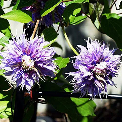 Oce180anYLVUK Clematis Taiga Rebsamen, 50 Stück/Beutel Taiga Clematis Rebsamen Helle Farbe Gute Ernte Umweltfreundliche Bonsai Gartenblumensamen Für Zu Hause Lila