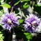 Oce180anYLVUK Clematis Taiga Rebsamen, 50 Stück/Beutel Taiga Clematis Rebsamen Helle Farbe Gute Ernte Umweltfreundliche Bonsai Gartenblumensamen Für Zu Hause Lila