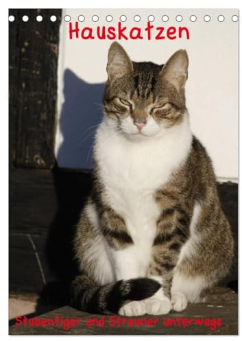 Hauskatzen (Tischkalender 2026 DIN A5 hoch), CALVENDO Monatskalender: Stubentiger und Streuner unterwegs (CALVENDO Tiere)