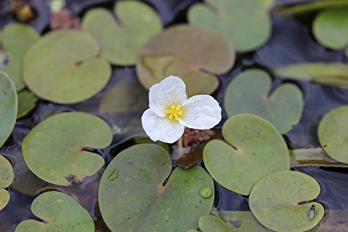 Hydrocharis morsus-ranae (Hydrocharis morsus-ranae) – Plantes de bassin Plantes flottantes