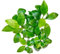Anubias barteri VAR. Nana - Zwergspeerblatt in vitro XL - 8,5cm Bechergröße - in vitro Wasserpflanzen für Aquarien