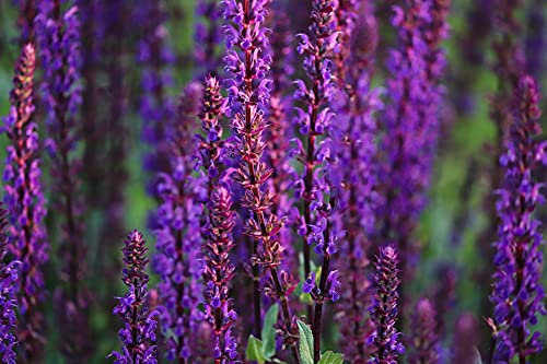 Salbei Violettkönigin 25 Samen, Ziersalbei, (Salvia nemorosa)