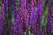 Salbei Violettkönigin 25 Samen, Ziersalbei, (Salvia nemorosa)