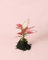 Aglaonema Pink M | Plantas Naturales Interior | Pur Plant