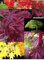 Érable du Japon - Acer palmatum MIX 21 Graines