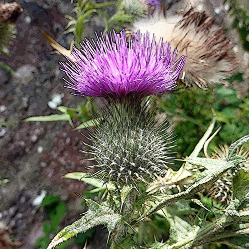Benoon Semillas De Cardo Mariano, 50 Piezas/Bolsa Semillas De Flores Medicinal Natural Buena Cosecha Planta Fácil Semillas De Cardo Mariano Para Plantar Semilla