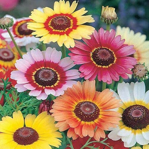 1750 Seeds of Chrysanthemum Carinatum Rainbow Single Mixed