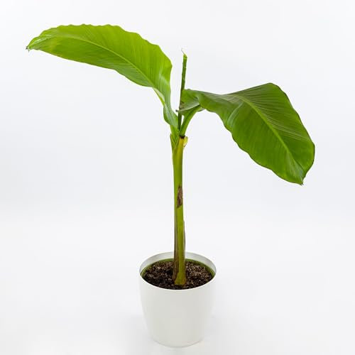 Pianta vera di Musa basjoo - Diametro Vaso Ø 17 cm