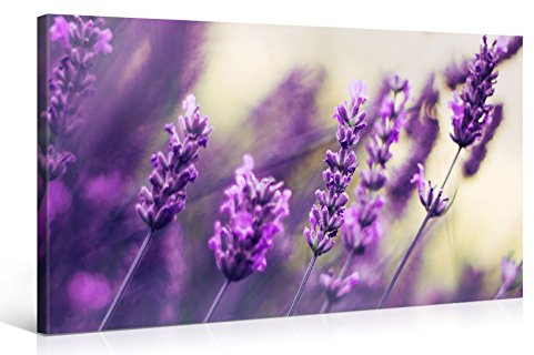 PICANOVA – Purple Lavendel 100x50cm – Premium Leinwanddruck – Kunstdruck Auf 2cm Holz-Keilrahmen Für Schlaf- Und Wohnzimmer
