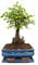 Chinese Elm Bonsai Tree Broom Style with Matching Ceramic Bonsai Tray