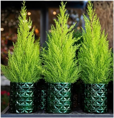 GrowOn Shrubs [x2] Dwarf Conifer Cupressus Macrocarpe 'Wilma' Goldcrest Lemon Cypress | Multi-Pack | Evergreen Shrubs | Outdoor Garden Ready Plants