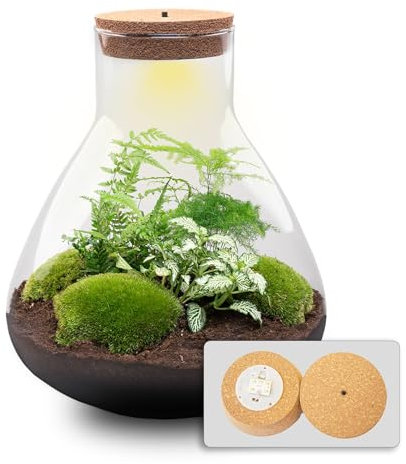 urbanjngl.com - Flaschengarten - Sam XL - Ökosystem mit Pflanzen im Glas - ↑ 35 cm Sam XL - Do-It-Yourself Paket - DIY-Set - Pflanze im Glas - Komplettset Terrarium - Pflanzenterrarium Sam XL